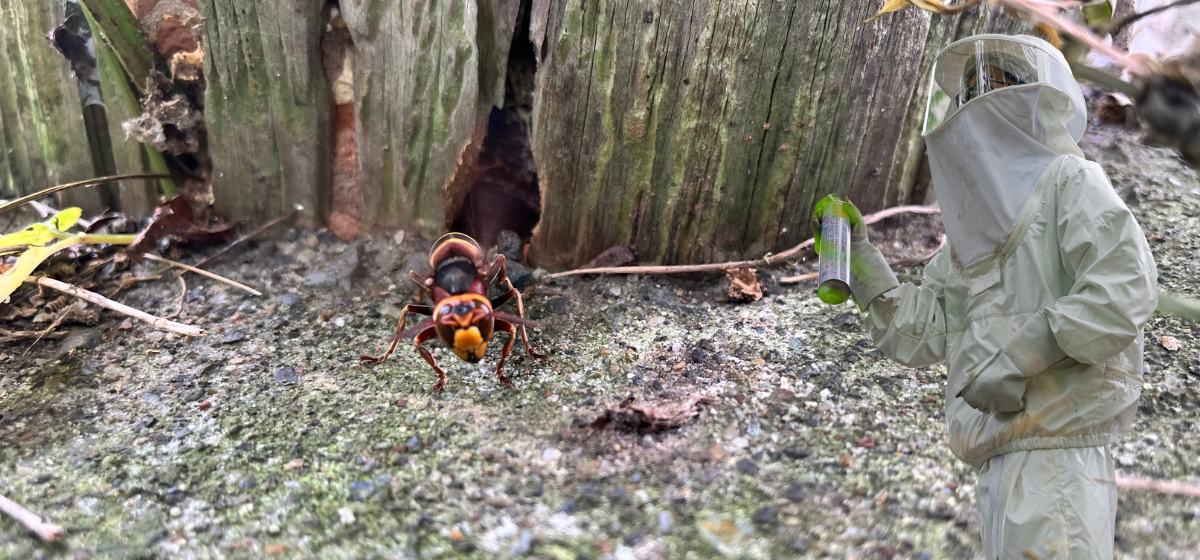 実際のハチ・危険なハチ