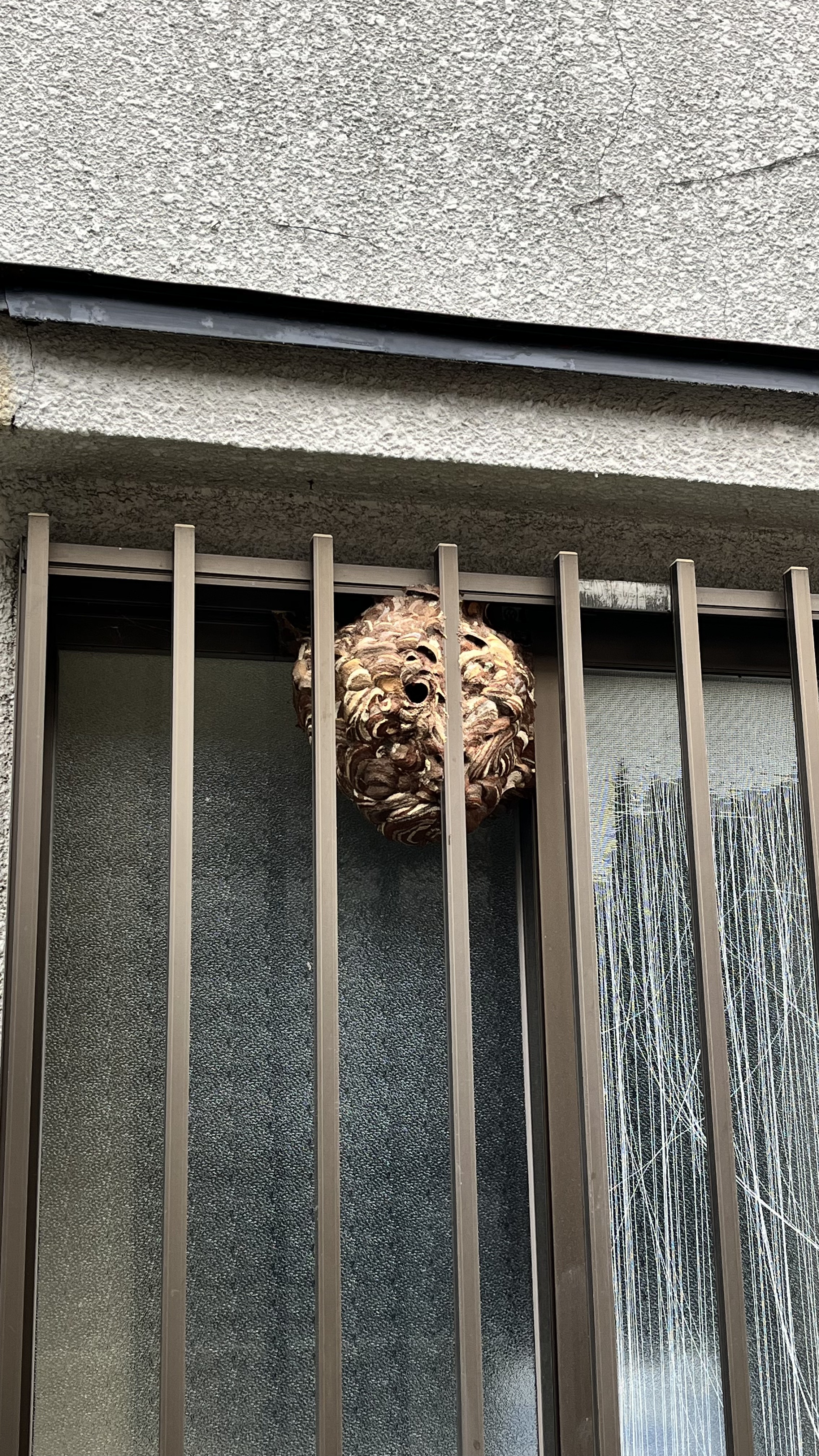 実際のハチ・危険なハチ