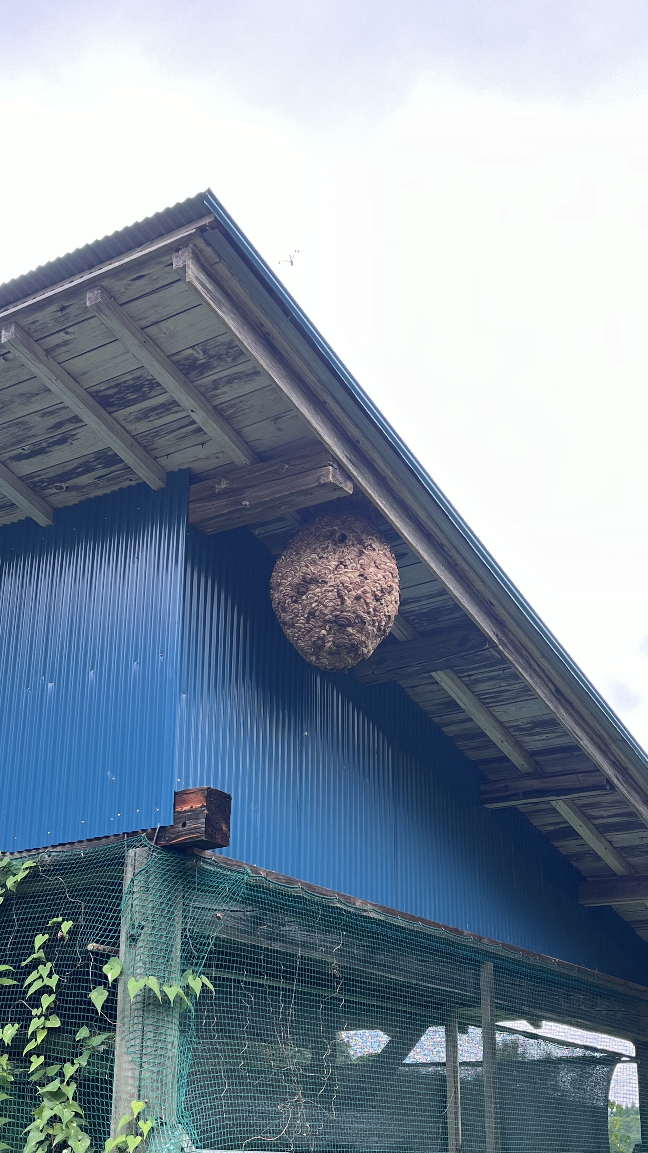 軒下の巣（中型）